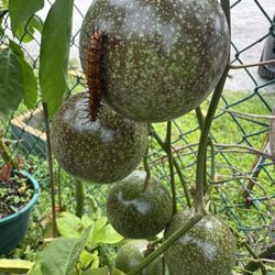 Urban Farm Mart - Passion fruit vine