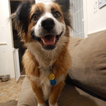 Wagtopia - Pet Training Near Me Wagtopia - Pet Training Near Me