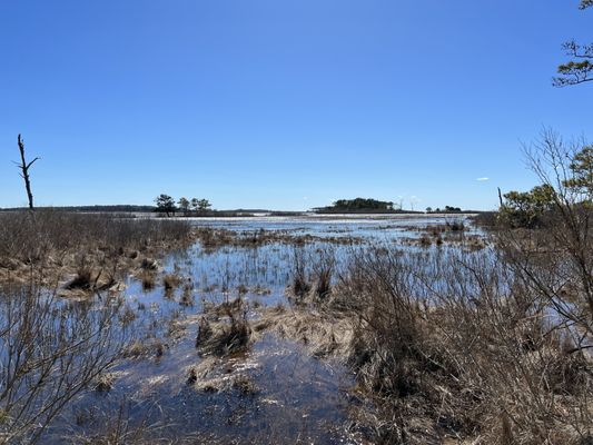 Assateague Island National Seashore by null