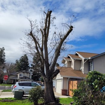 Navarro Tree Service - Before and after
Great job! - Tree Services Near Me Navarro Tree Service - Before and after
Great job! - Tree Services Near Me