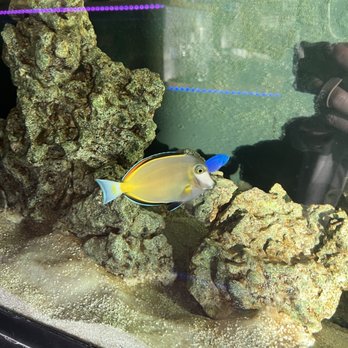 The Jungle Bowl - Fish tank - Juice Bars & Smoothies Near Me - Jacksonville, Florida