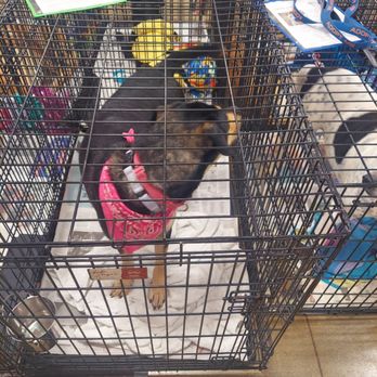PetSmart - Pet Stores Near Me - San Antonio, Texas