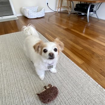 Sudsy Dog - Pet Groomers Near Me - Lakewood, California Sudsy Dog - Pet Groomers Near Me - Lakewood, California
