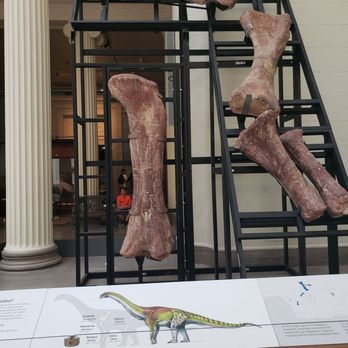 Field Museum - Museums Near Me - Chicago, Illinois