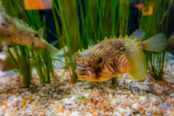 Woods Hole Science Aquarium by null