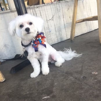 Canine Image - Louie after he left the groomers :) - Pet Groomers Near Me - San Diego, California