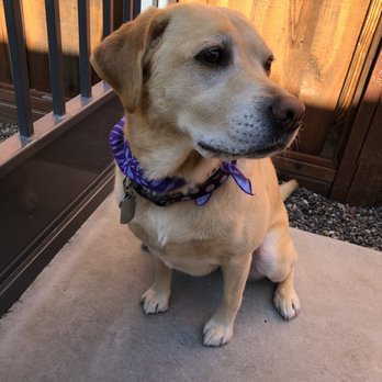 Petco - Pet Stores Near Me - San Mateo, California