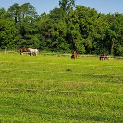 Maryland State Government-Greenwell State Park - Horses