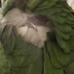 Ruptured air sack/air emphysema.