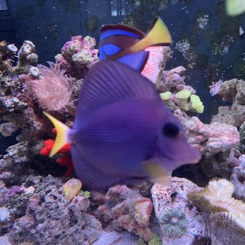 Pisces Fish & Coral - After - Aquarium Services Near Me - Rancho Cucamonga, California