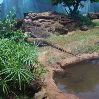 Honolulu Zoo - Komodo Dragon. - Zoos Near Me - Honolulu, Hawaii Honolulu Zoo - Komodo Dragon. - Zoos Near Me - Honolulu, Hawaii