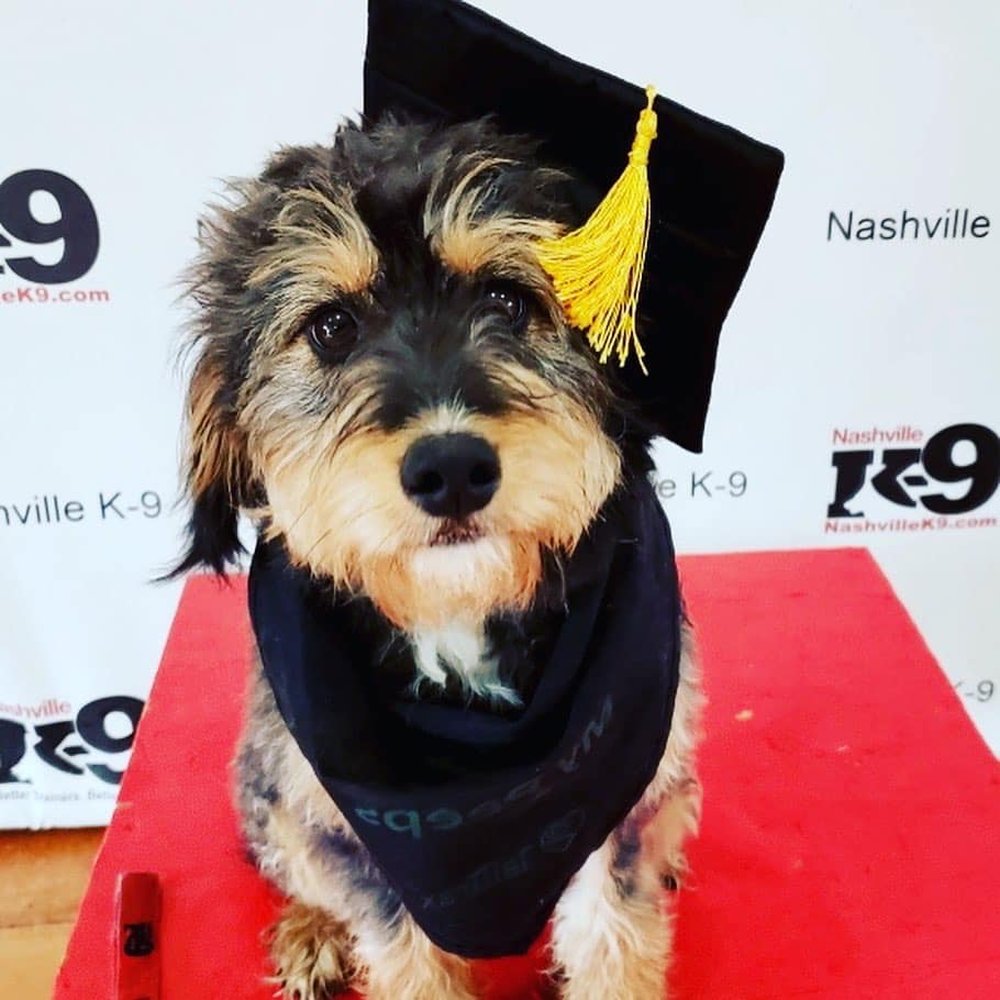 Nashville K-9 - undefined - Pet Training Near Me - Nashville, Tennessee