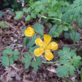 7th & Elm Park - Two buttercup blooms. - Parks Near Me - Edmonds, Washington 7th & Elm Park - Two buttercup blooms. - Parks Near Me - Edmonds, Washington