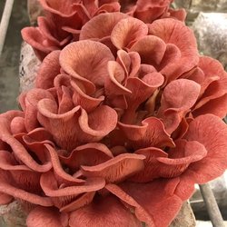 Pink Oysters