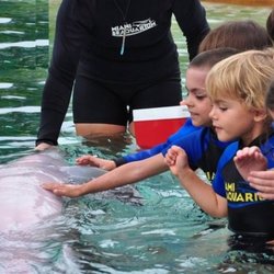 Miami Swim with Dolphin Tours and Tickets - The Dolphin Encounter for anyone from 5 years old and up. This is perfect for non swimmers.