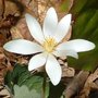 Photo of New England Wild Flower Society at Garden in the Woods