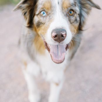The Pawfect Plus One - Pet Transportation Near Me The Pawfect Plus One - Pet Transportation Near Me