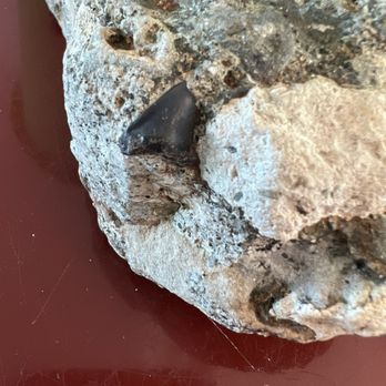 Tooth and Tide Adventures - Fossil - Boat Tours Near Me - Wilmington, North Carolina Tooth and Tide Adventures - Fossil - Boat Tours Near Me - Wilmington, North Carolina