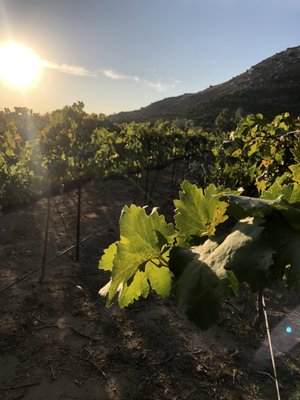 Rancho Guejito Vineyard by null