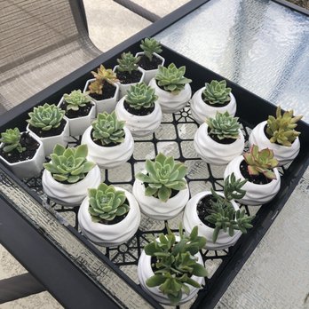 Martinez Nursery - After I potted them into cute pots - Nurseries & Gardening Near Me - Buena Park, California Martinez Nursery - After I potted them into cute pots - Nurseries & Gardening Near Me - Buena Park, California