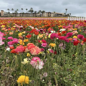 The Flower Fields - Gorgeous - Venues & Event Spaces Near Me - Carlsbad, California The Flower Fields - Gorgeous - Venues & Event Spaces Near Me - Carlsbad, California