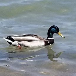 Ducks, geese, sometimes swans. Ducks, geese, sometimes swans.