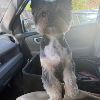 Dream Pet Grooming  - Theo groomed and handsome - Pet Groomers Near Me - Irvine, California