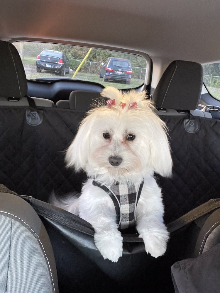 CROSSROADS GROOMING & BOARDING Updated July 2024 48 Photos & 11