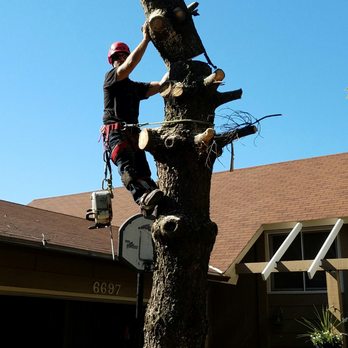 Tree King Tree Experts - Tree Services Near Me Tree King Tree Experts - Tree Services Near Me