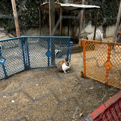 Celebration Kids - PLUS BUNNIES!!