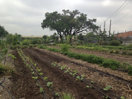 Finca Tres Robles by null