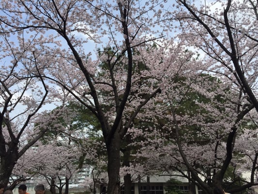 山王公園 Parks 博多区山王1丁目9番 福岡市 福岡県 Japan Phone Number