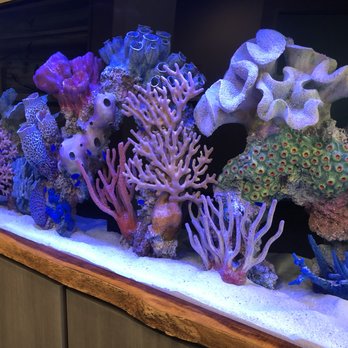 Neptune Aquarium Design - Aquarium Services Near Me - Rancho Cordova, California