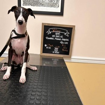 Brookhill Animal Hospital - Veterinarians Near Me - Conyngham, Pennsylvania Brookhill Animal Hospital - Veterinarians Near Me - Conyngham, Pennsylvania