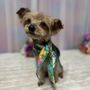 Photo of The Pawlished Hound