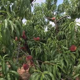 Peach trees loaded for u-pick.