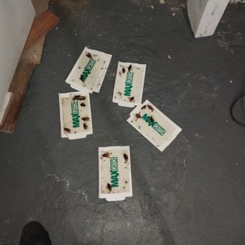 Martin Pest Control - Cockroach treatment of residential building - Pest Control Near Me Martin Pest Control - Cockroach treatment of residential building - Pest Control Near Me