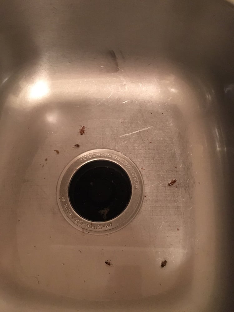 WHISPERING MEADOWS Updated July 2024 1050 S Longmore, Mesa, Arizona