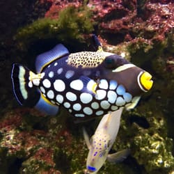 Stare ZOO