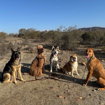 Dog Days - Pack hikes - Dog Walkers Near Me - San Diego, California