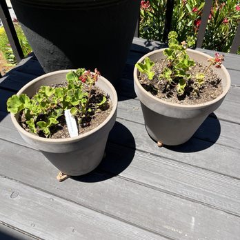 GrowJoy - GrowJoy geraniums after one week - Nurseries & Gardening Near Me - Berne, Indiana GrowJoy - GrowJoy geraniums after one week - Nurseries & Gardening Near Me - Berne, Indiana