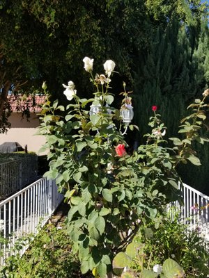 Cottage At Artesia Gardens by null