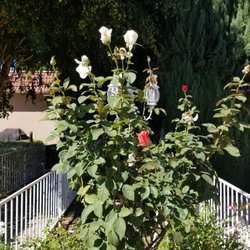 The Cottages at Artesia - The roses are so cheerful and add so much color!