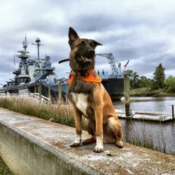 Off Leash K9 Training - Stability and Confidence