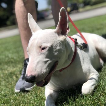 Waggity - Dog Walkers Near Me
