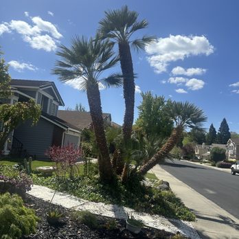 Superior Tree Service - Tree Services Near Me - San Jose, California Superior Tree Service - Tree Services Near Me - San Jose, California