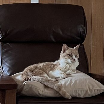 Paws Into Grace - Torrey, the house cat - Pet Hospice Near Me Paws Into Grace - Torrey, the house cat - Pet Hospice Near Me