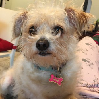 Erick's Pet Grooming - Marley's BEFORE picture with long hair - Pet Groomers Near Me - North Hills, California Erick's Pet Grooming - Marley's BEFORE picture with long hair - Pet Groomers Near Me - North Hills, California
