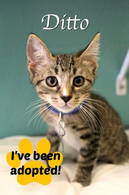 BISHOP ANIMAL SHELTER SPCA OF MANATEE COUNTY - Updated January 2025