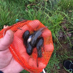 Green River Oaks Resort - Huge tadpoles!